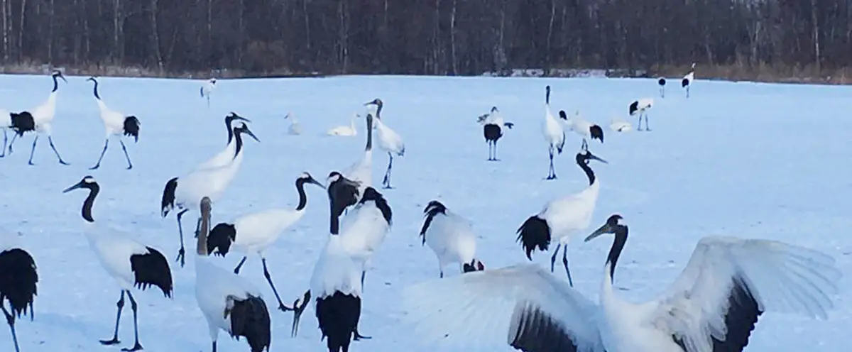 雪原のタンチョウヅル